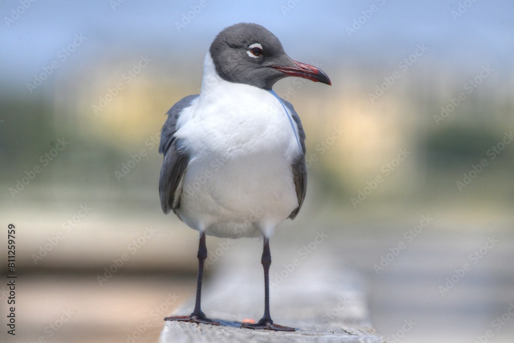 Seagull on railing of pier