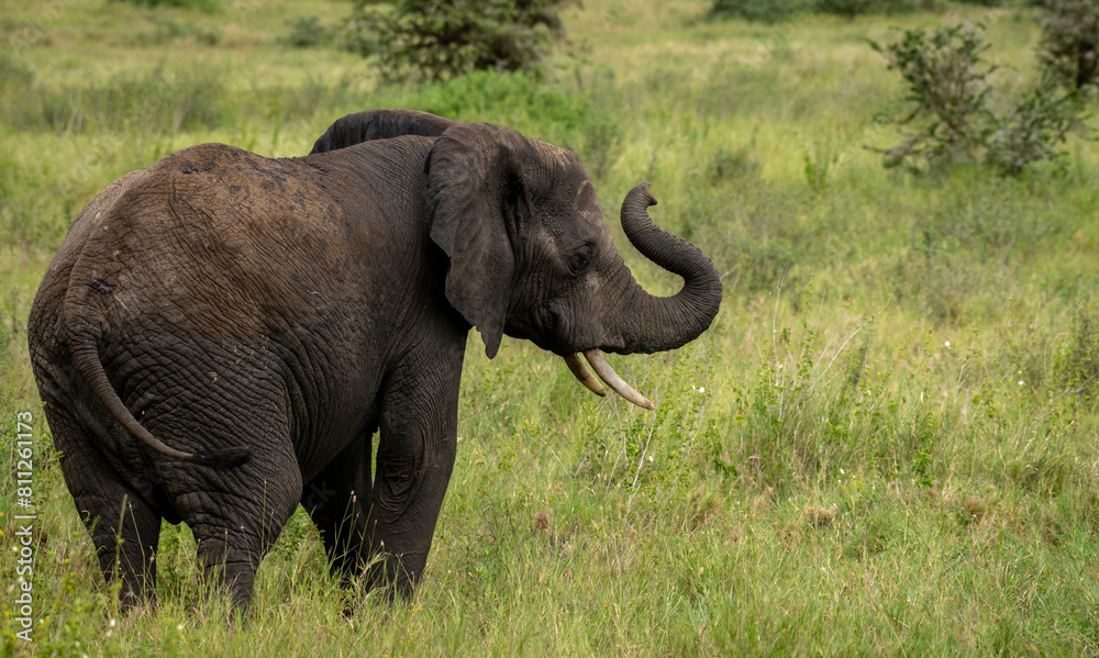 Fototapeta premium Elephant trumpeting
