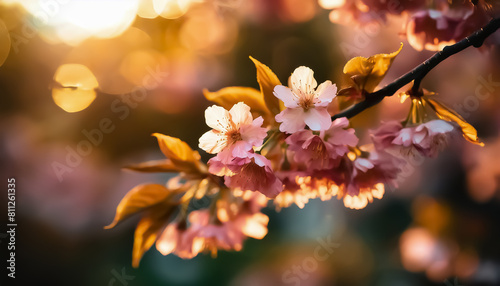 Sakura cherry blossom - japanese flowers