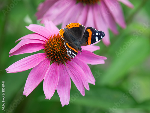 Red Admiral butterfly (Vanessa atalanta) feeding on purple coneflower in spring garden © leekris