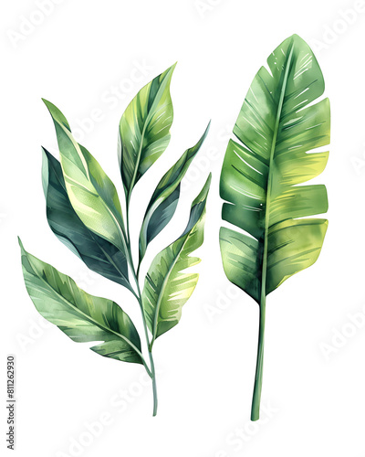 Watercolor tropical leaves and jungle plants isolated on white background