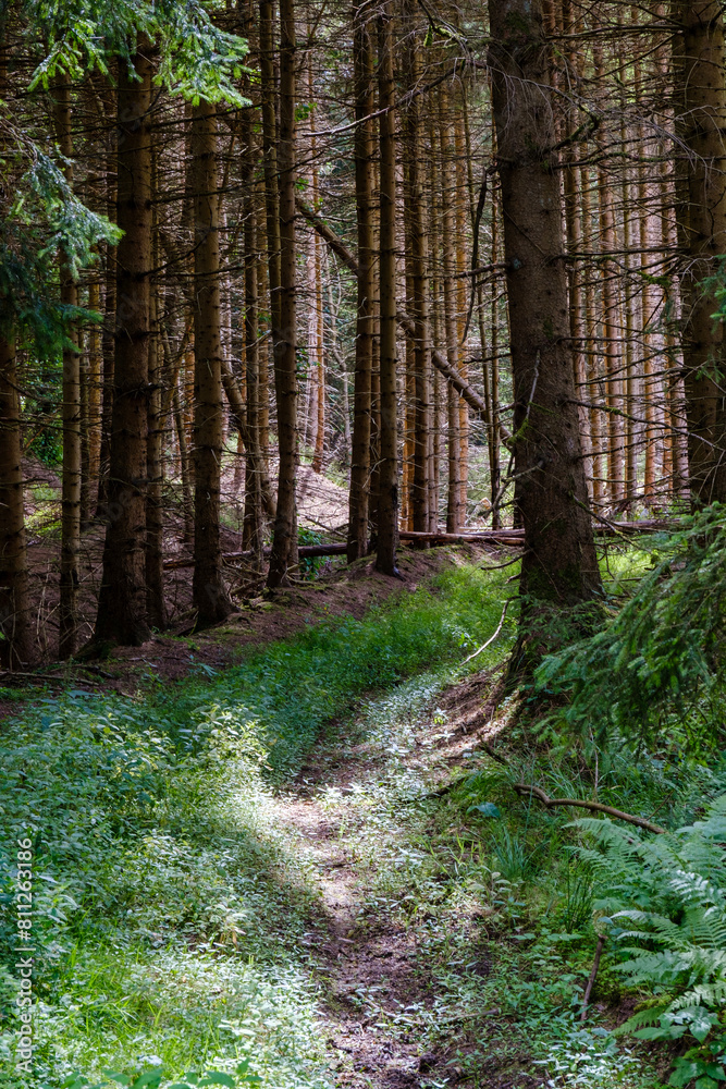 A beautiful natural pine forest in Germany.