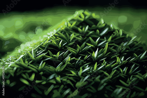 focused macro picture of green moss