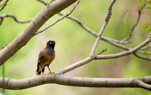 Mynah or Afghan Starling. Wildlife, starlings in the city. Aggressive birds sitting on a tree branch.
