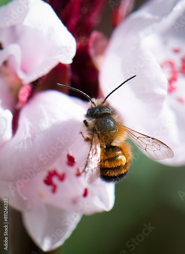 bee on flower