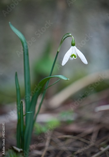 snowdrop in the forest