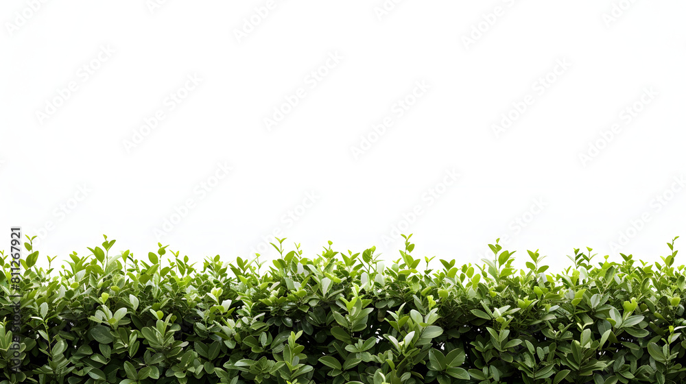 Simplified bush shape on white, room for text Simplified bush shape on white, room for text