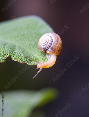 snail on a salvei
