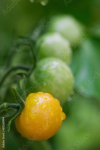 Tomatoes