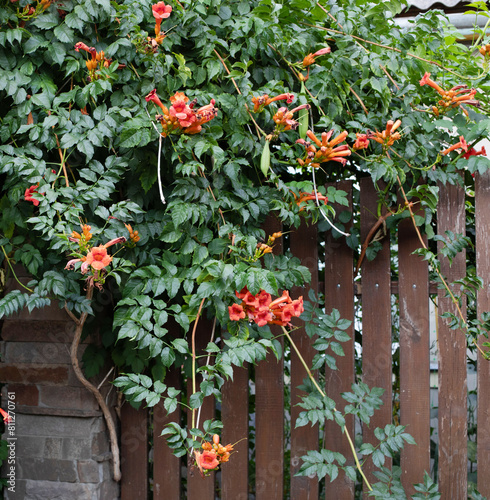 Flowering red trumpet creeper or Campsis radicans on the fence