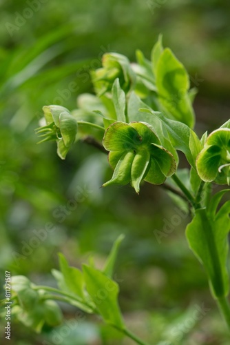 Helleborus in forest