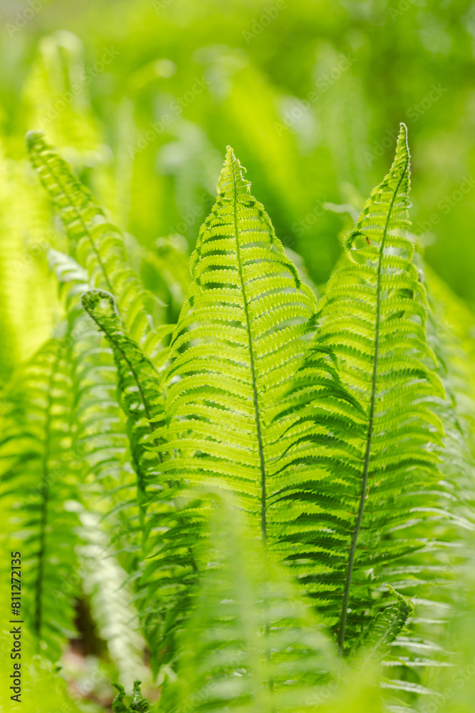 fern leaves fern leaves