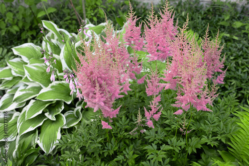 Pink astilba plant flowers in the garden