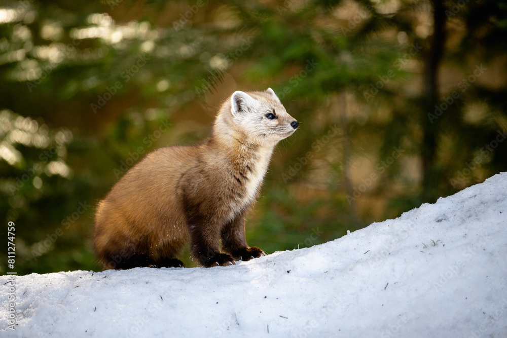 Pine Marten on a snow mound Pine Marten on a snow mound