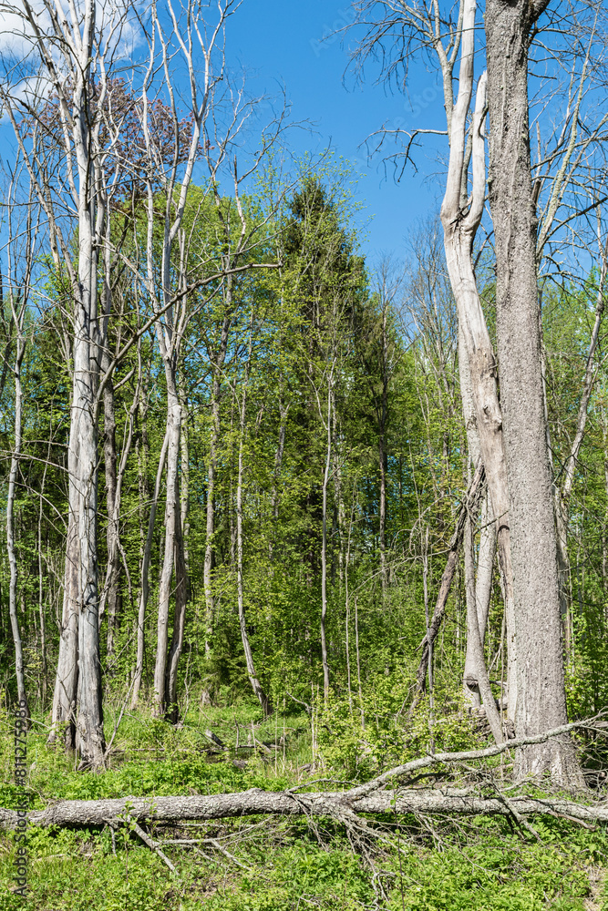 Drying and dying trees against the backdrop of a green forest and blue sky. Spring wilderness landscape on a sunny day
