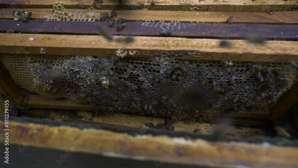Beekeeper extracting honey and propolis from hives Beekeeper extracting honey and propolis from hives