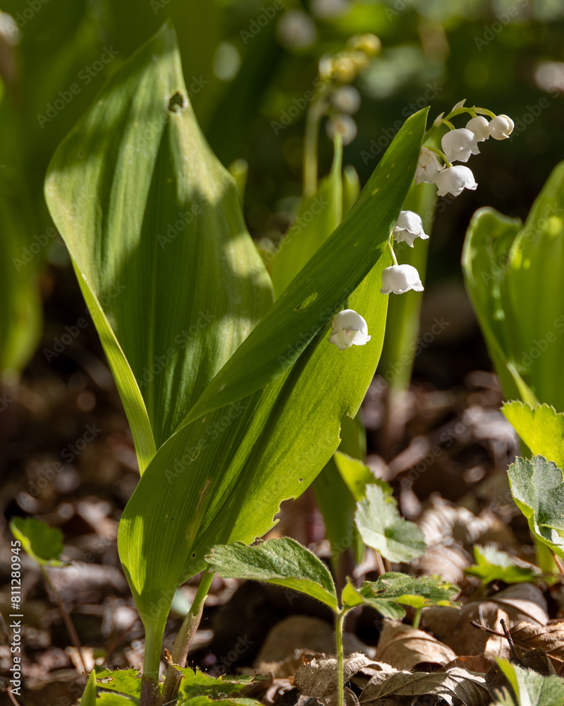 Obraz premium Blühende Maiglöckchen im Garten