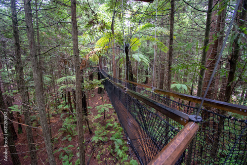 Redwood walkway