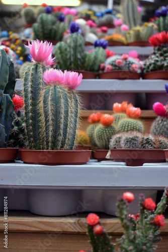 Desert Elegance on City Streets: Mesmerizing Cacti Display at Outdoor Plant Market - Embracing Nature's Beauty in Urban Life