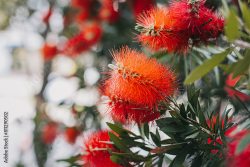 Amazing red flowers of the blooming Callistemon tree in a spring garden.