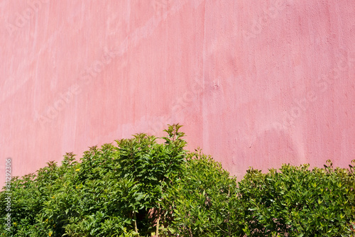 Green Climbing Plants on pink exterior building wall