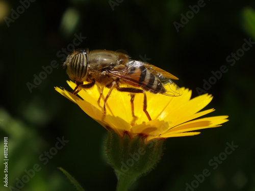The band-eyed drone fly (Eristalinus taeniops), female sitting on a field marigold flower photo