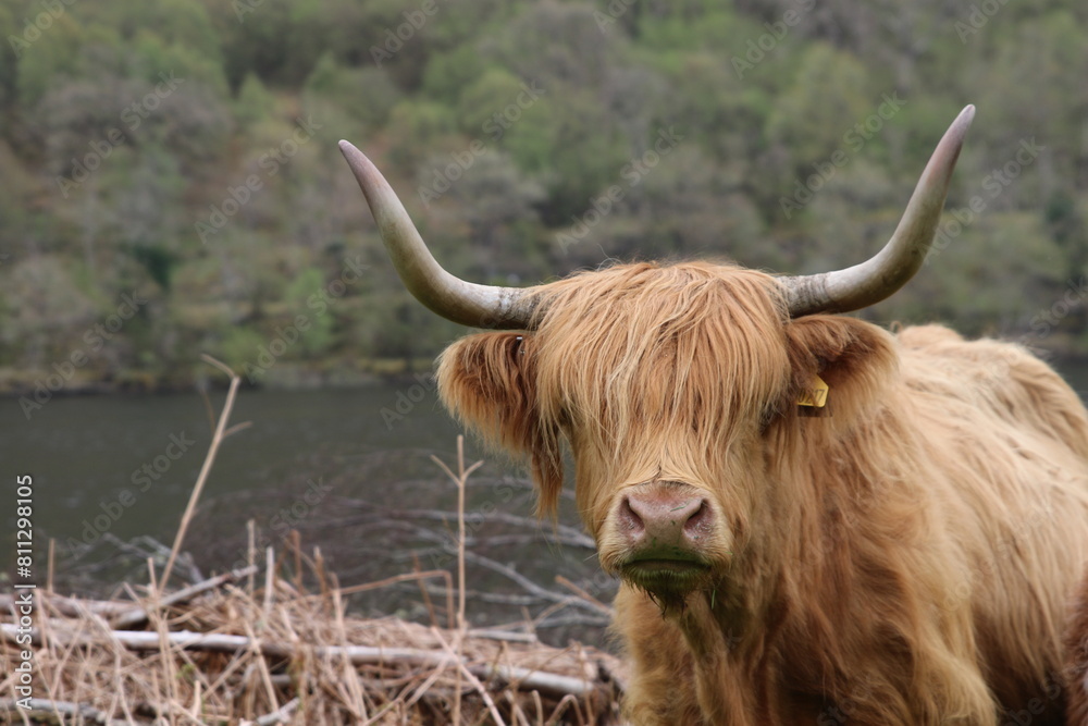 Portrait de Vache écossaire des highlands