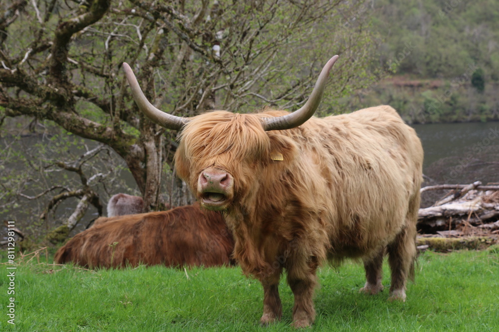 Vache écossaise bouche ouverte Vache écossaise bouche ouverte