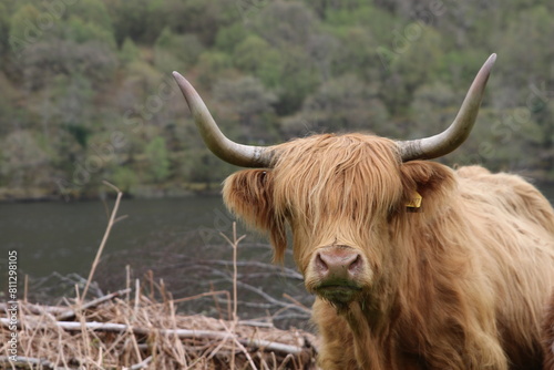 Portrait de Vache écossaire des highlands photo