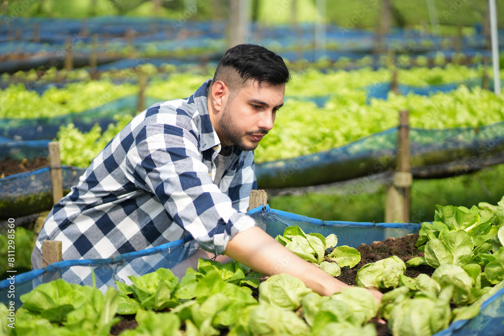 A farmer harvests veggies from a garden. organic fresh grown vegetables and farmers laboring in a vegetable garden. A farmer harvests veggies from a garden. organic fresh grown vegetables and farmers laboring in a vegetable garden.