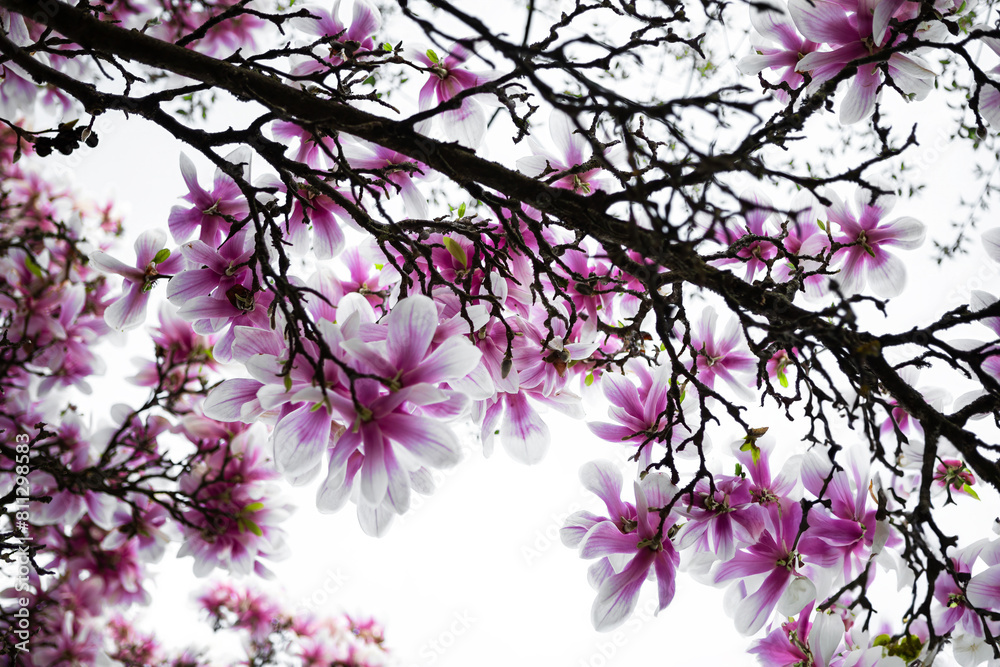 Graceful Blossoms Adorning Tree Branches Against Clear Sky Backdrop