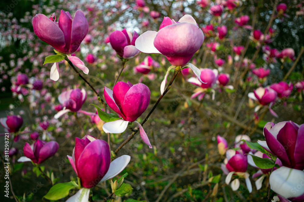 Vibrant Pink Magnolia Flowers In Full Bloom On Tree Branches In Springtime Vibrant Pink Magnolia Flowers In Full Bloom On Tree Branches In Springtime