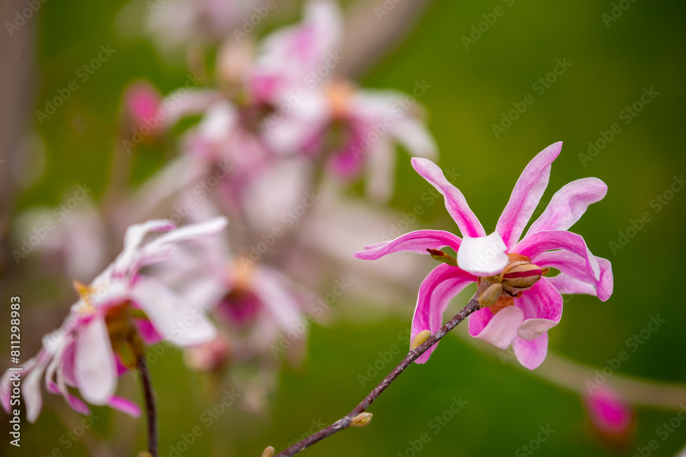 Blooming magnolia in spring. Beautiful buds of pink flowers close-up with blurred space for text.