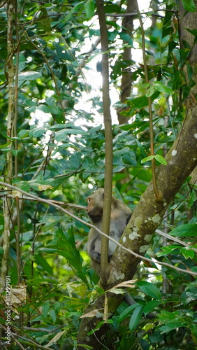 Monkey on the tree Koh Chang Thailand