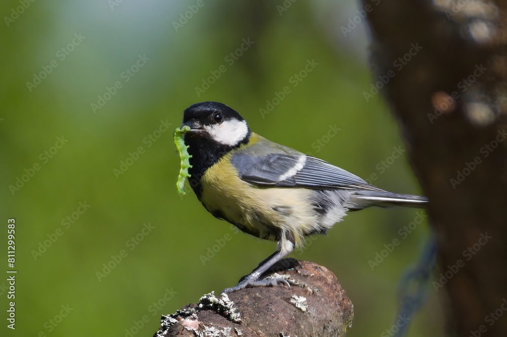 Parus major aka Great tit is feeding newborns. Giant caterpillar in the beak. Parus major aka Great tit is feeding newborns. Giant caterpillar in the beak.