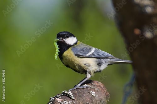 Parus major aka Great tit is feeding newborns. Giant caterpillar in the beak. photo