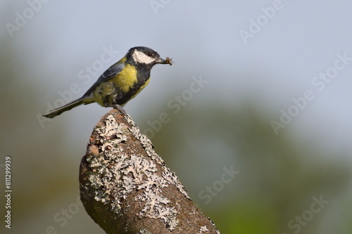 Parus major aka Great tit is feeding newborns. Fly in the beak. photo