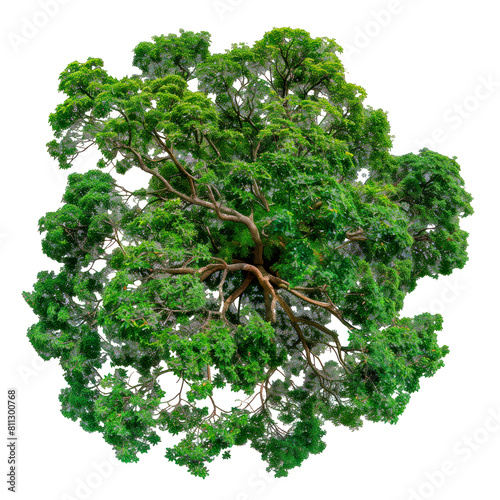 A tree with green leaves isolated on a white or transparent background. Close-up of the tree from a bird's-eye view, top view. A design graphic element related to nature and trees.