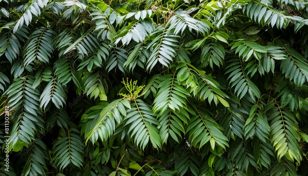 tree leaves