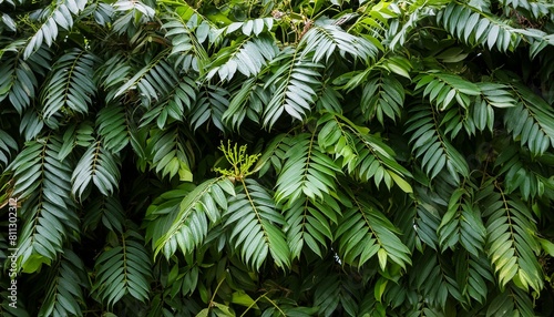 tree leaves