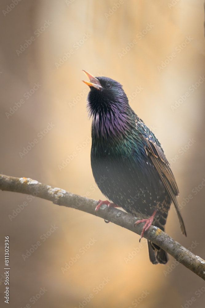 Naklejka premium kingfisher on branch