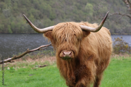Vache écossaise des highlands © Joachim Martin