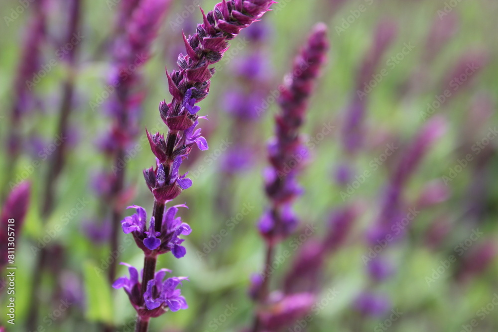 Fototapeta premium field of lavender
