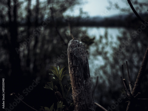 Pine trees in the swamp, black and white photo. Shallow depth of field.