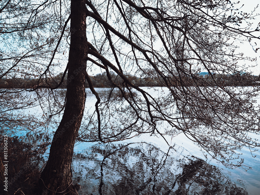 reflection of trees in the lake water. reflection of trees in the lake water.