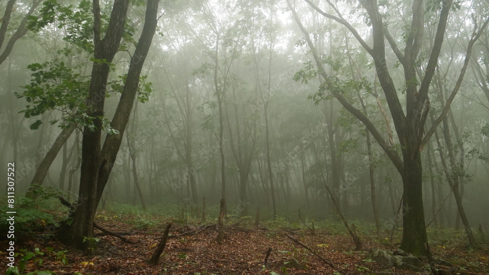 Obraz premium green bokeh background