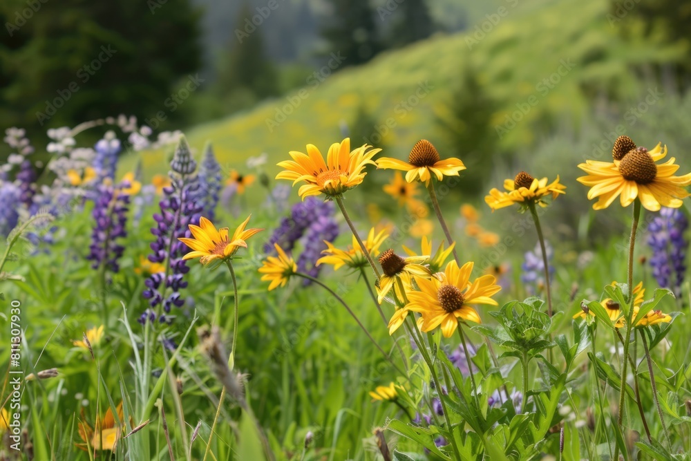 Bright Yellow Balsamroot Wildflowers Roll Over This Meadow Consisting of Lupine. Indigenous Native