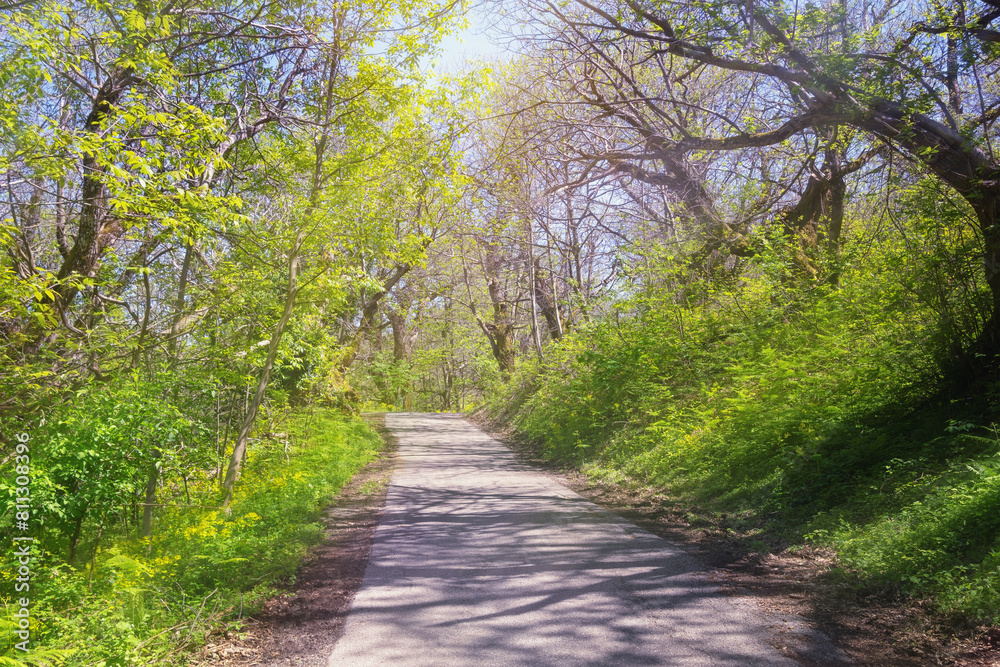 Country road through grove of old chestnut trees on sunny spring day. Sunlight through tree branches. Montenegro, Bar municipality Country road through grove of old chestnut trees on sunny spring day. Sunlight through tree branches. Montenegro, Bar municipality