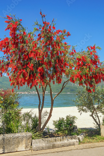 Flowering tree of Callistemon viminalis (Melaleuca viminalis, Weeping Bottlebrush) with bright red flowers. Montenegro, coast of Kotor Bay photo
