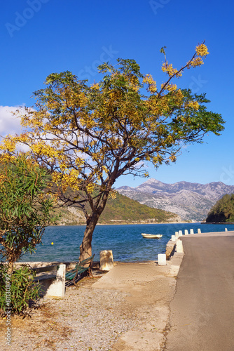 Beautiful autumn Mediterranean landscape. Montenegro, Adriatic Sea. View of coast of Kotor Bay near Verige Strait. Chinaberry tree ( Melia azedarach ) with yellow clusters of fruit photo